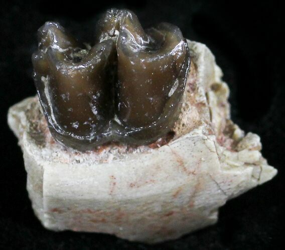 Oligocene Horse (Mesohippus) Jaw Section #25064